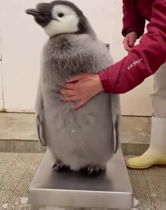 a_struggle_to_weigh_a_97dayold_baby_emperor