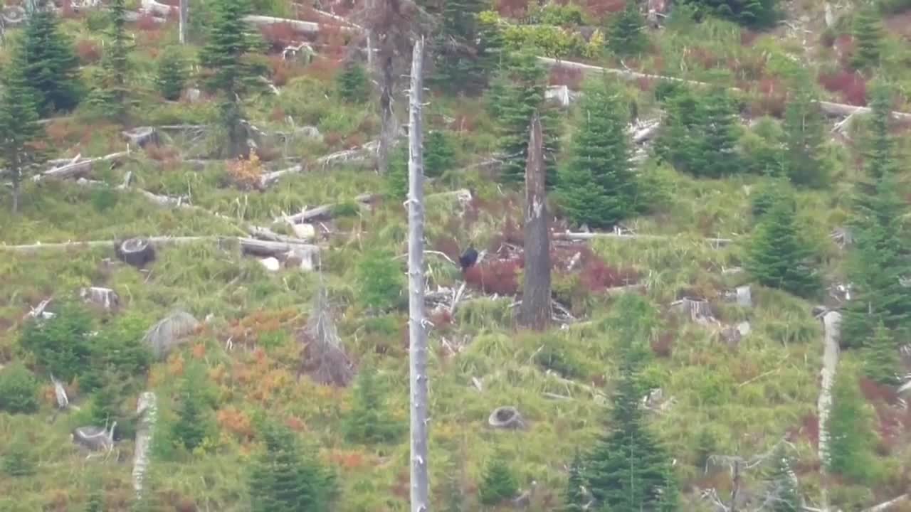 Fall Bear Hunt Medley