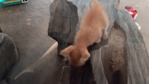 World's smallest cat