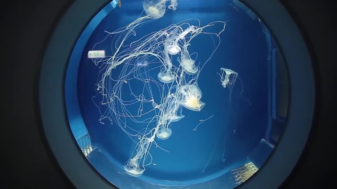 The Jelly Fish Dancing