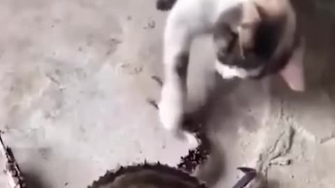 Funniest Cats and Dogs 🐶🐱 | Funny Animal Videos