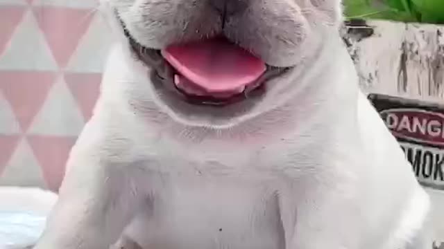 White French Bulldog