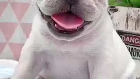 White French Bulldog