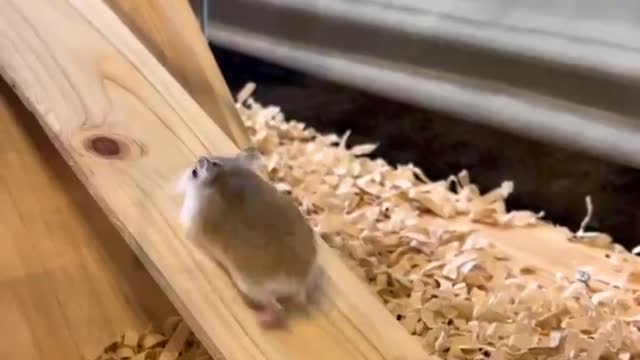 He is gonna make it one day - Cute Hamster