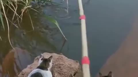 cats fishing