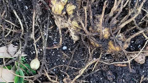 Shampoo Ginger harvest