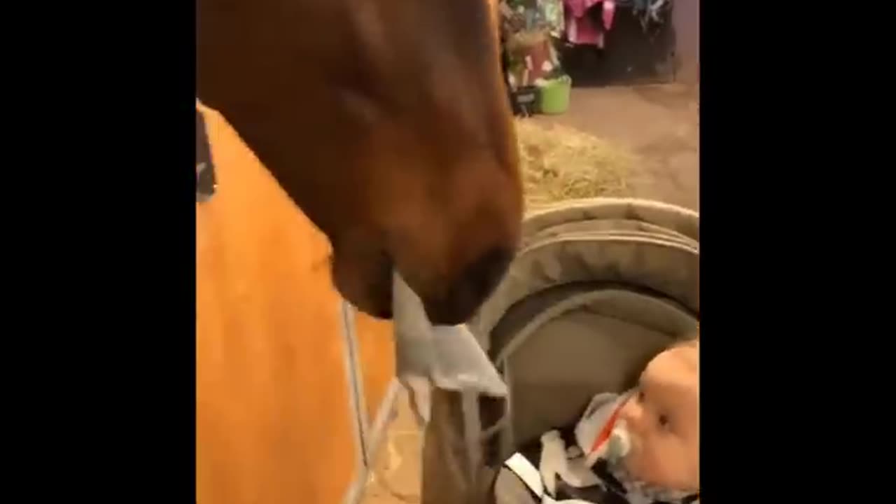 Need something fun? Watch these funny and cute Horse Videos - Funniest Horses