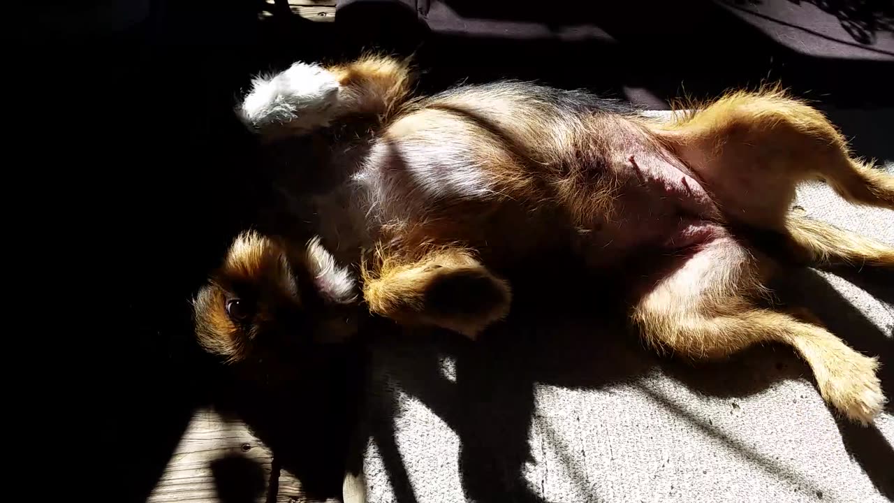 Terrier Demands Belly Rubs or Butt Scratchins