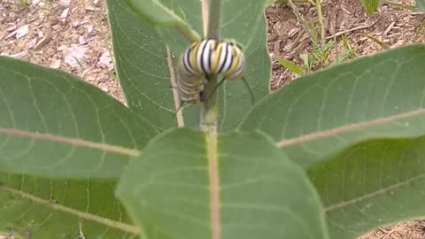 Monarch Butterfly Caterpillar