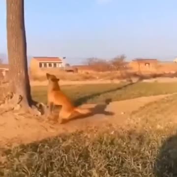 cute and funny animal video #short #animal #funny #video #viral