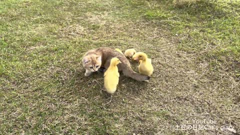 The kitten took the ducklings and chickens to eat outdoors. they are happy