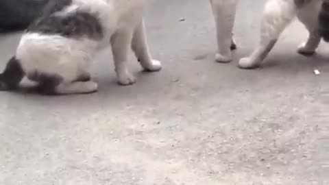 Funny cat fight 🤣🤣