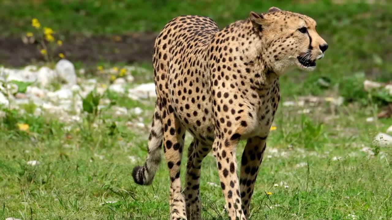 Cheetah