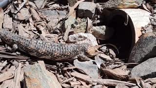 Bobtail Goanna aka Blue Tongue Lizard