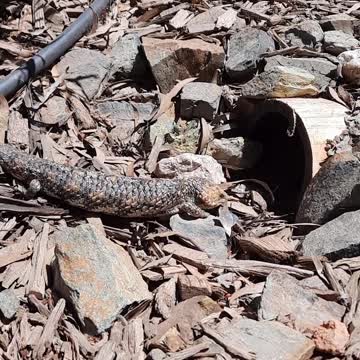 Bobtail Goanna aka Blue Tongue Lizard