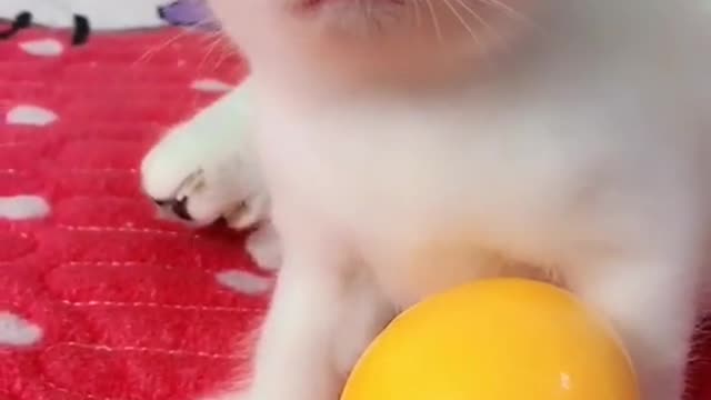 OMG So Cute Cats ♥ Best Funny Cat ❤️🐈Videos 2021 #shorts