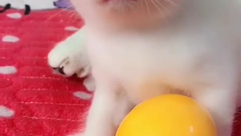 OMG So Cute Cats ♥ Best Funny Cat ❤️🐈Videos 2021 #shorts