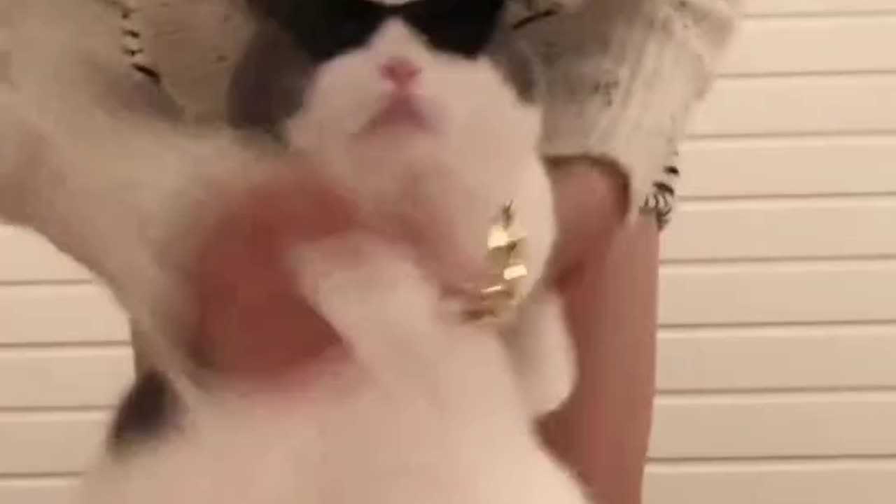 Domineer cat hot dance