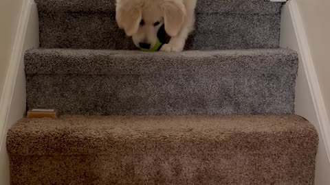 Puppy Throws Ball Down Steps