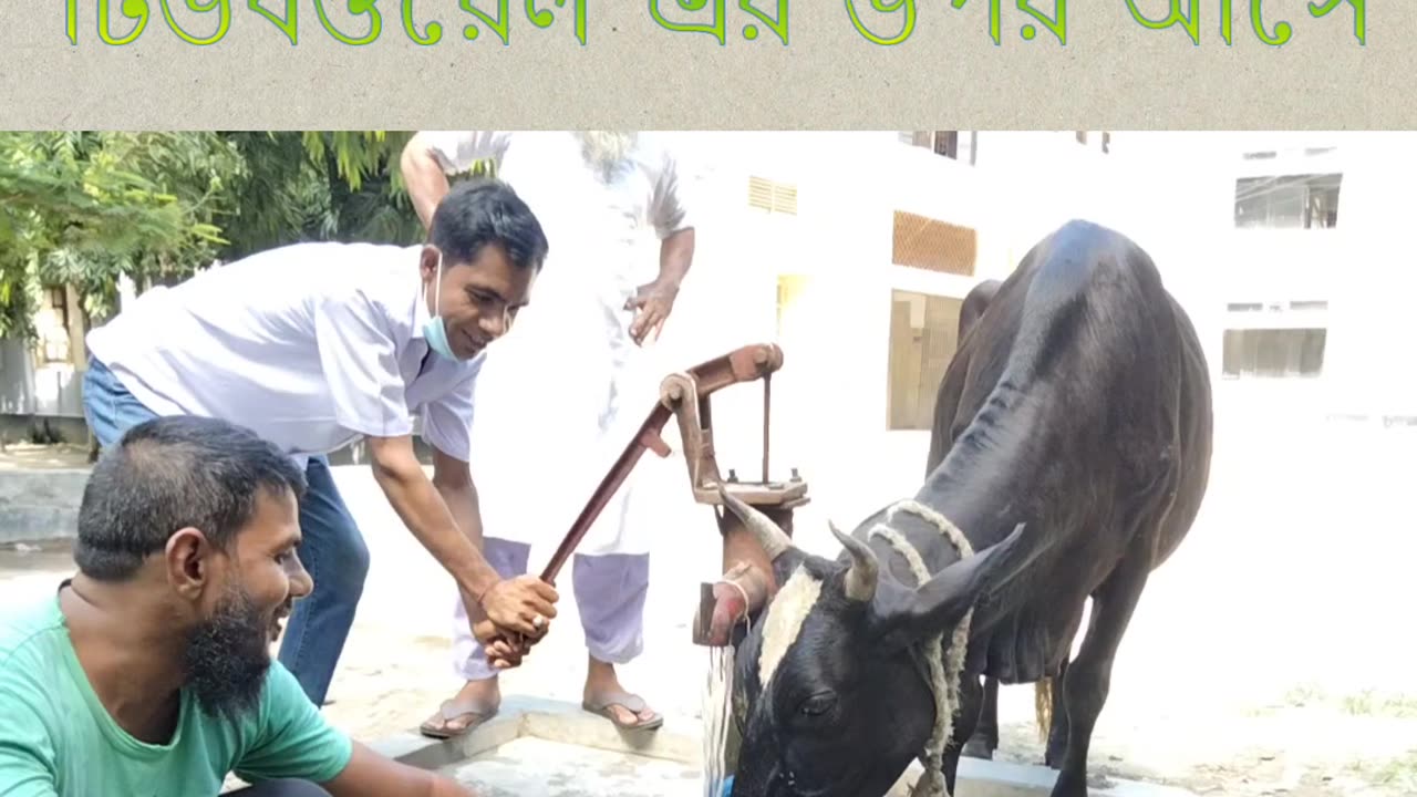 When the cow comes to drink water on the tubewell