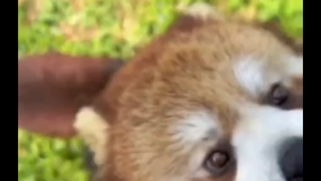 Where are the apples🤤