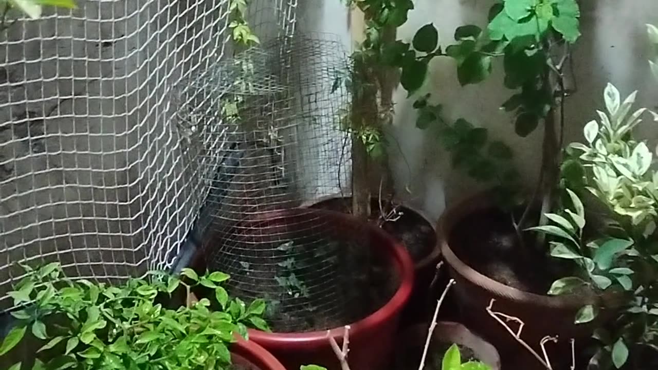 Home gardening