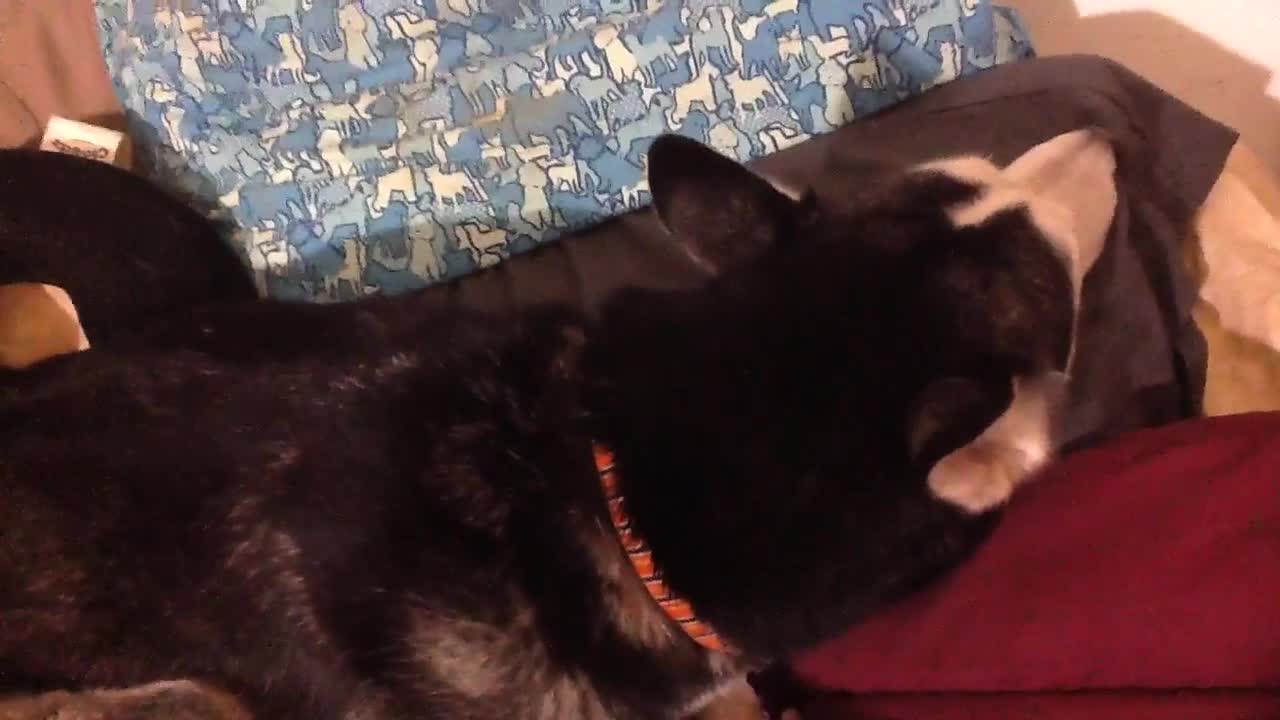 Angry Husky refuses to look at owner but doesn't stay mad for long