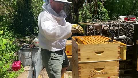 UP CLOSE AND PERSONAL IN A BEE HIVE !