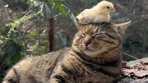 Cat 😺 | Chicken 🐔