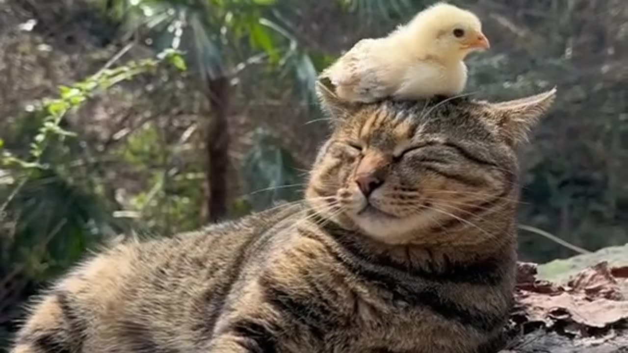 Cat 😺 | Chicken 🐔