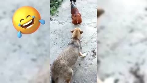 Best Funniest Animals Videos 😅