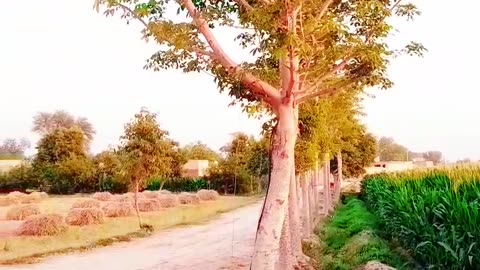 Village view