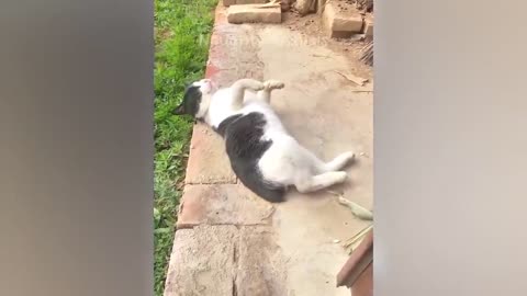 The FUNNIEST Pet Videos of 2023! 🤣 | BEST Compilation