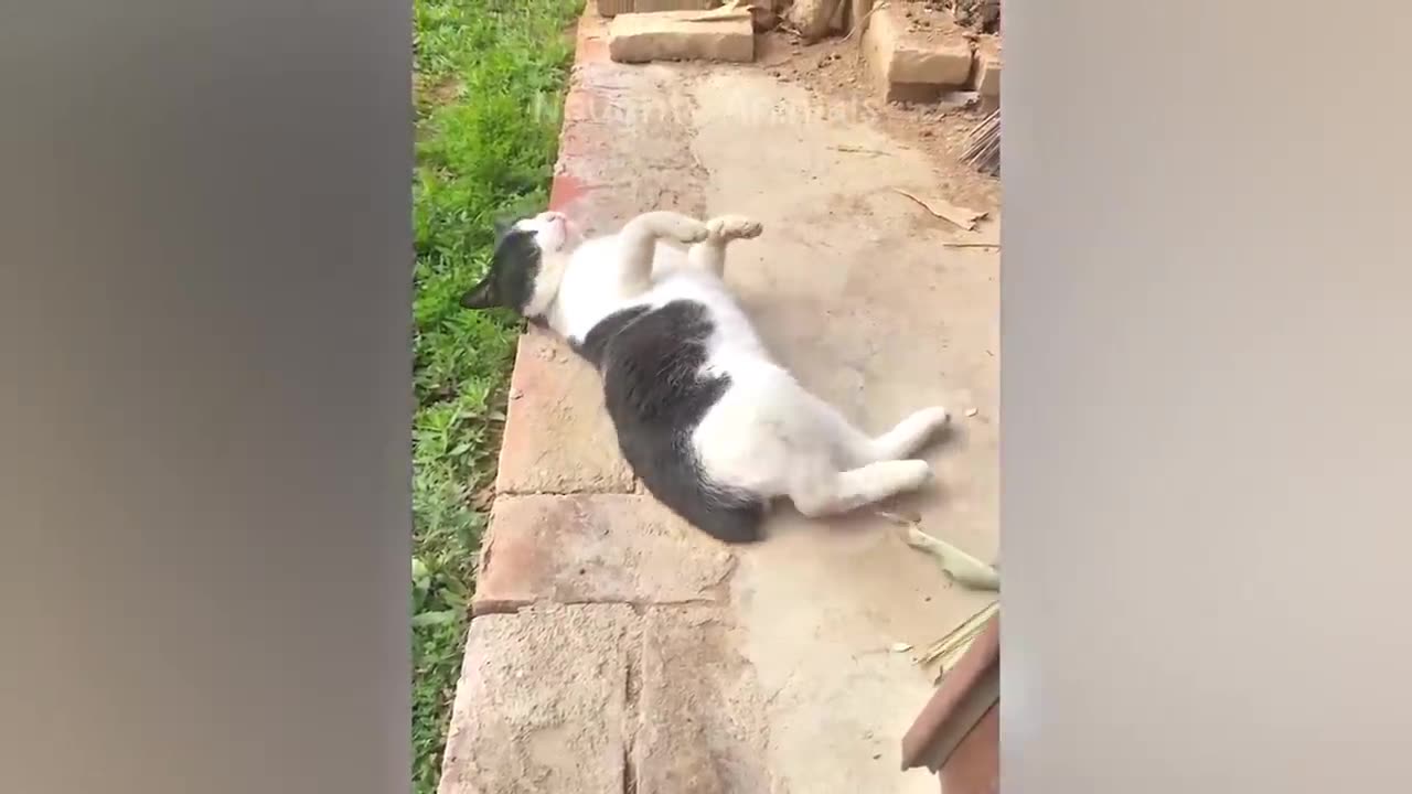 The FUNNIEST Pet Videos of 2023! 🤣 | BEST Compilation