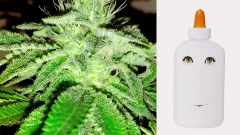 Jedi Glue – New 420 Guy Seeds