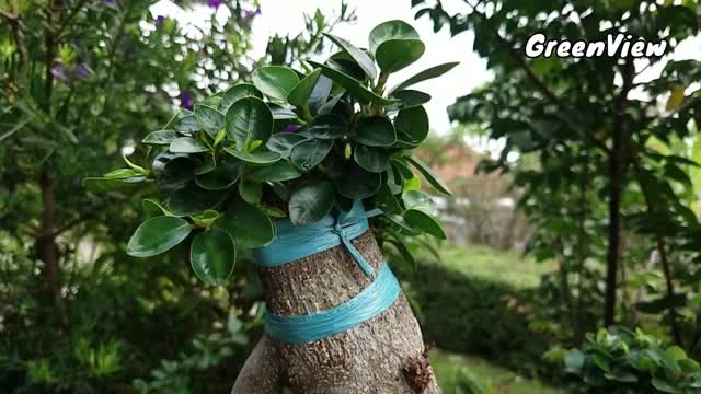 Bonsai Ficus at Garden of the Streetside