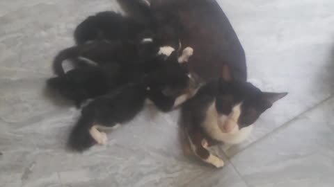 Cat with Baby cat Family baby Feeding