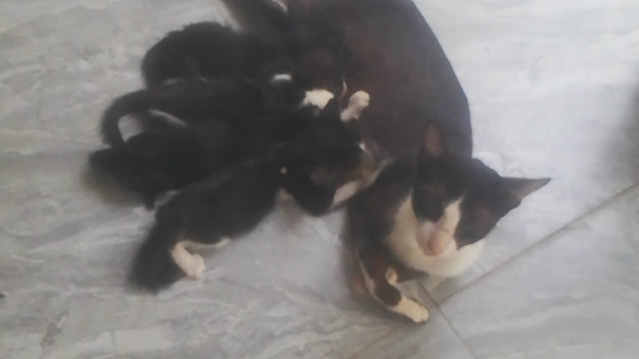 Cat with Baby cat Family baby Feeding