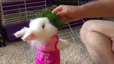 funny bunny