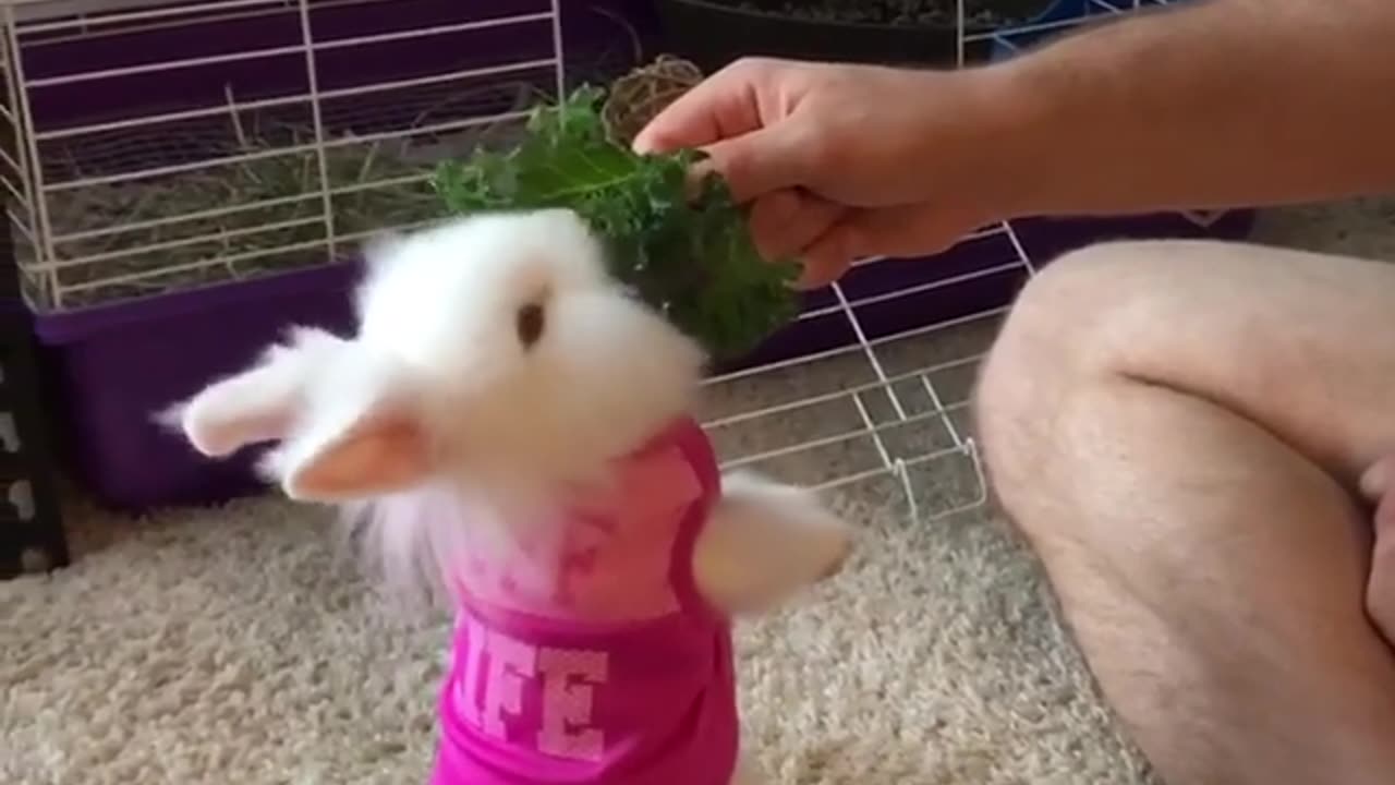 funny bunny