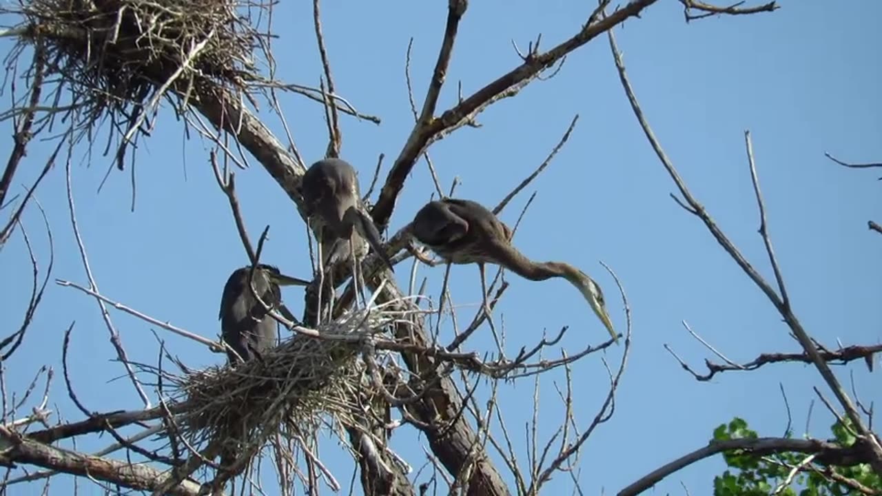 Great Blue Heron Chicks