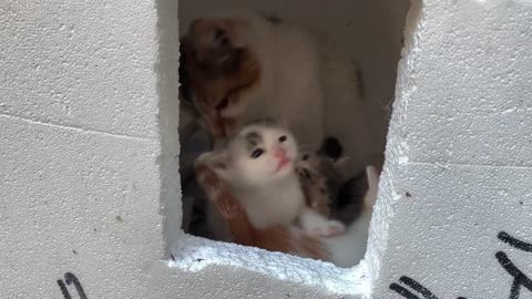 Hungry Tiny kitten meows for mother cat for a long time