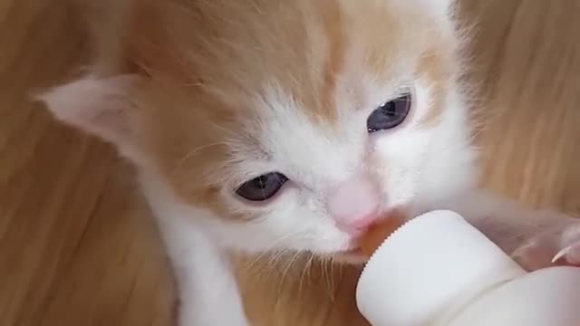 The difference between a dog and a cat