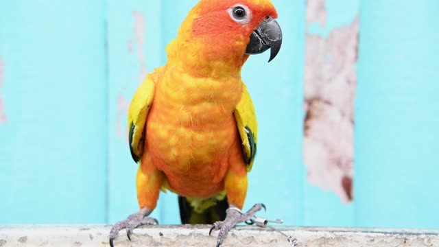 Sun Conure parrots resting on a branch