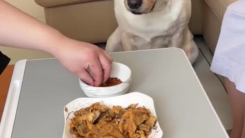 Funny dogs watching crazy food