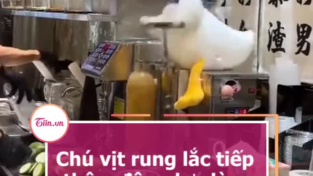 Chú vit rung lác tiep thêm dộng luc làm việc cho nhiêu người