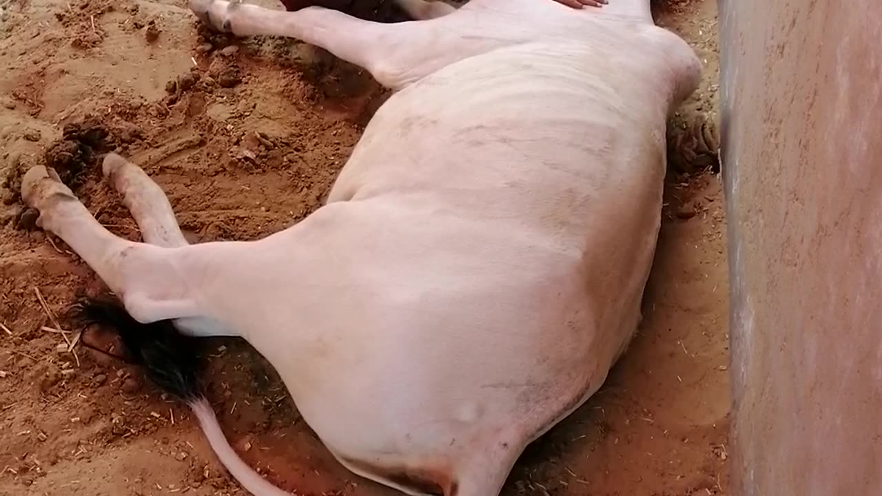 Cow relaxing mode