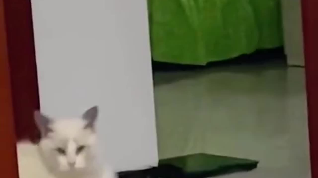 Is the cat going to mutate?