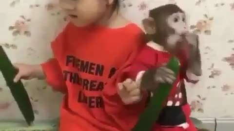 Monkey eating cucumber