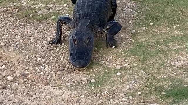 Is the Gator Interested in the Fish or Human?